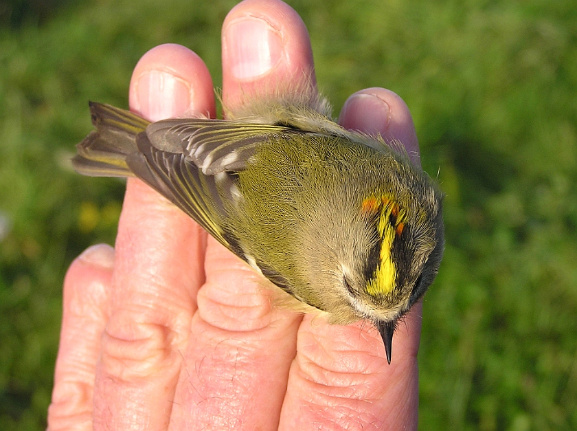 Goldcrest, Sundre 20070914